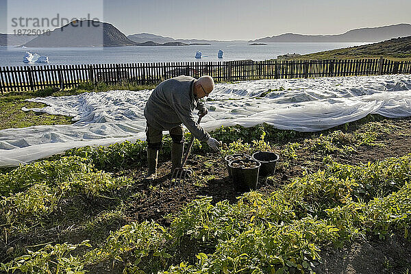 Ein Gärtner erntet Kartoffeln an der landwirtschaftlichen Forschungsstation in Upernaviarsuk  Grönland.