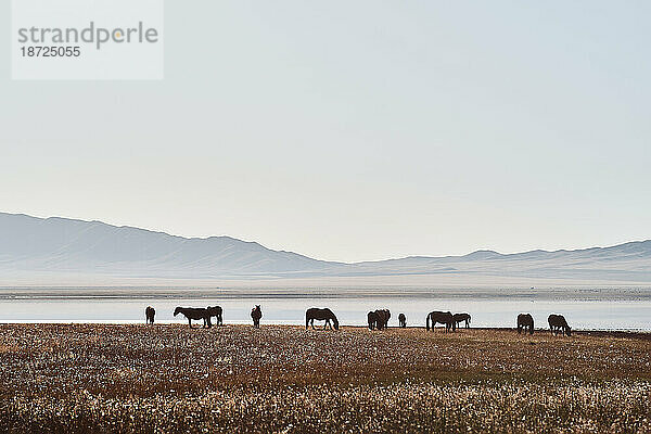 Silhouette von Pferden  die auf einem Feld  einem See und Hügeln im Hintergrund stehen