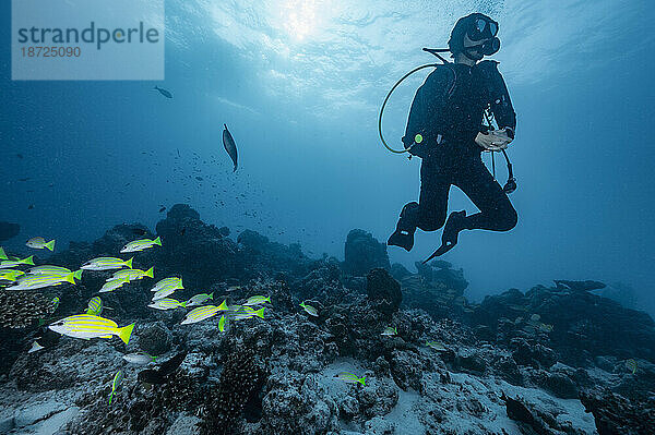 Taucher erkundet die tropischen Gewässer rund um die Malediven