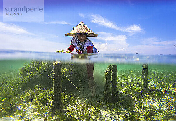 Algenfarm. Sumbawa. Indonesien.