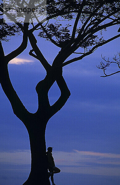 Silhouette einer Frau  die sich am Pali Lookout nördlich von Honolulu  Hawaii  an einen Baum lehnt.