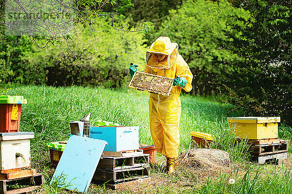 Junger Imker kümmert sich um Bienenstöcke und kontrolliert Rahmen.