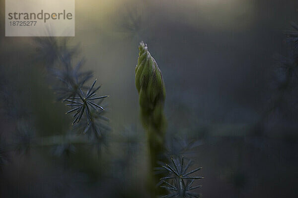 Wilder Spargel wächst im Wald in Prado del Rey  Provinz Cádiz