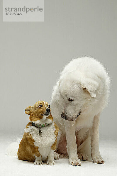 Ein großer Pyrenäenhund blickt auf einen walisischen Pembroke-Corgi herab  der nebeneinander sitzt.