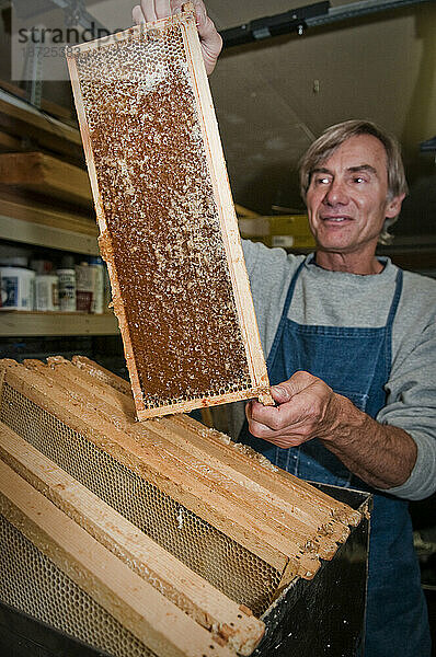 Ein Met-Hersteller inspiziert ein volles Gestell Honig auf der Wabe.