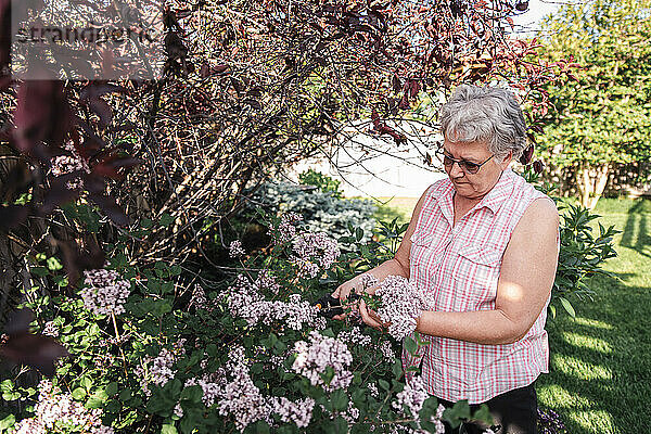 Ältere Frau schneidet mit Gartenscheren Fliederblüten vom Fliederstrauch ab.