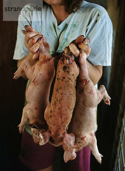 Kleine Schweine  deren Geschichten gerade auf einer Schweinefarm in North Carolina abgeschnitten wurden  im Zusammenhang mit großflächigen H=Schweinehaltungsproblemen und c