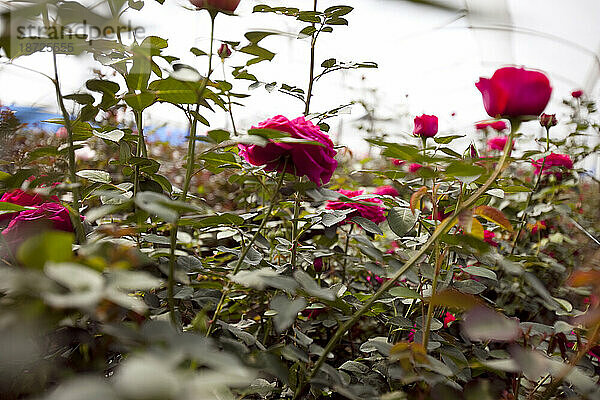 Eine künstlerische Ansicht langstieliger Bio-Fair-Trade-Rosen  die in einem Gewächshaus in Ecuador wachsen.