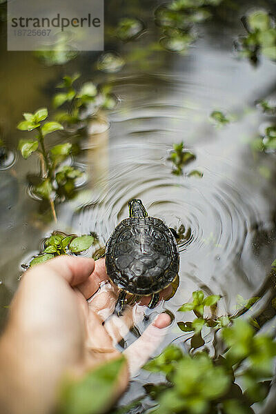 Ein Biologe lässt aus der Vogelperspektive eine Western-Schildkröte in einen Teich frei