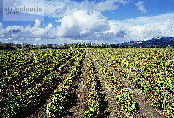 Weinberg und Wolken im Spätsommer.