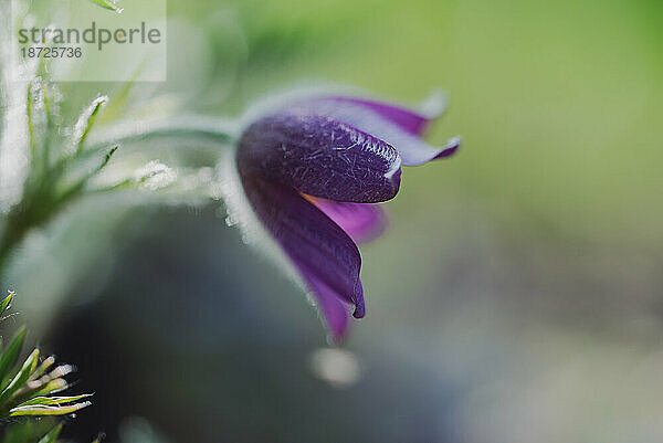 Nahaufnahme der violetten Küchenschelle  die in einem Garten blüht.