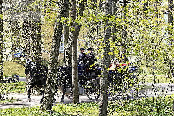 Pferde mit traditioneller Kutsche  Katharinenpark  Puschkin  St. Petersburg  Russland