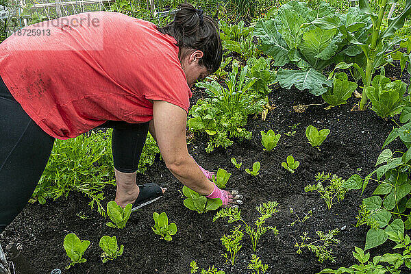 Rückansicht einer Frau  die in ihrem Hinterhof-Gemüsegarten arbeitet.