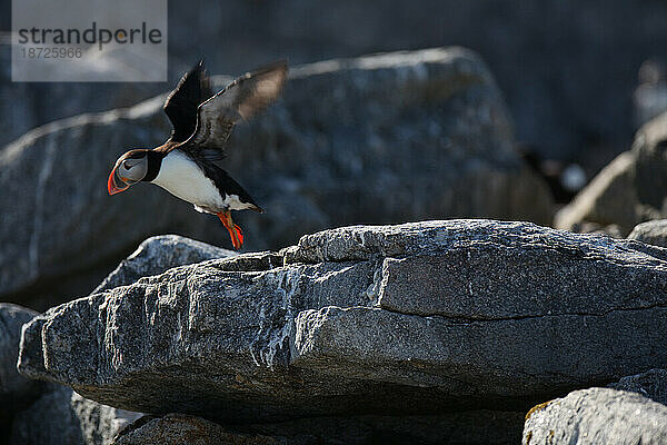 Papageitaucher  Fratercula arctica  die Hauptattraktion auf Eastern Egg Rock Island  Maine.