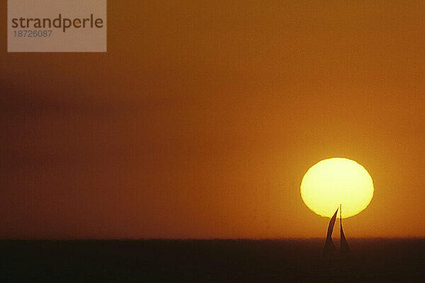 Silhouette eines Segelboots bei Sonnenuntergang vor der kalifornischen Küste am Venice Beach.