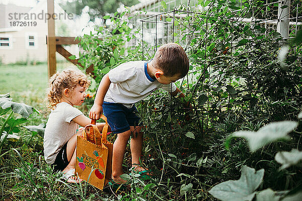 Junge und Mädchen pflücken Tomaten aus dem heimischen Garten