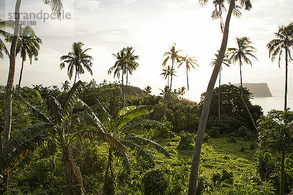 Tropischer Garten mit Palmen  neben dem Strand  während der goldenen Stunde