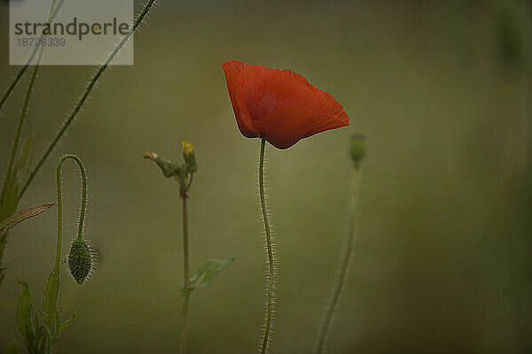 Eine wilde rote Mohnblume wächst auf einem Feld von Prado del Rey  Provinz Cadiz  Andalusien  Spanien.