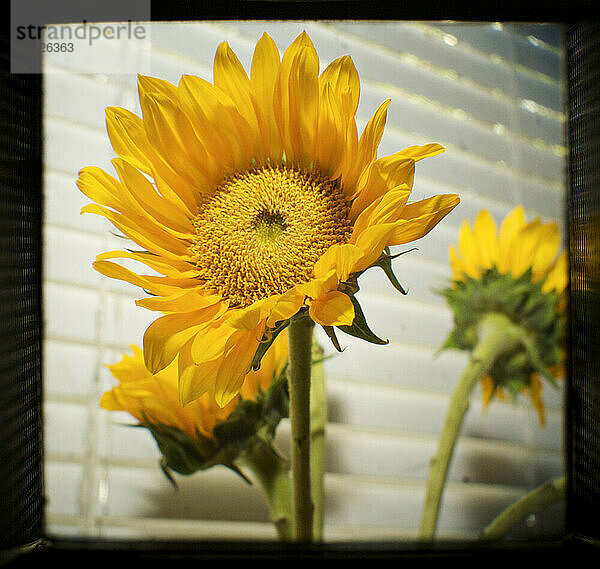 Sonnenblumen  fotografiert durch den Sucher einer antiken Hasselblad.