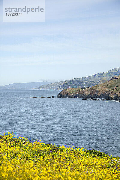 Wilder Senf blüht entlang der Marin Headlands. Nationales Erholungsgebiet Golden Gate. San Francisco  Kalifornien