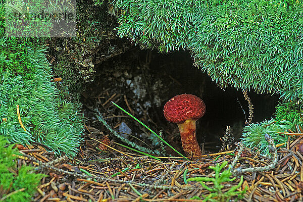 Der kleine Painted Slippery Cap-Pilz (Suillus spraquei) wächst in einer Baumwurzelmulde im Wolfes Neck State Park in Freeport  Maine.