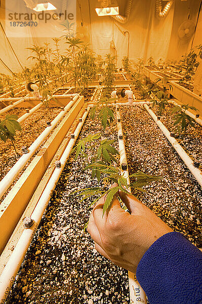 Eine Hand hält eine junge Marihuanapflanze in einem Anbauraum für medizinisches Marihuana in Kalifornien