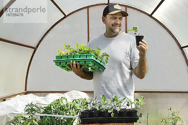 Happy farm worker looking at potted plant in greenhouse