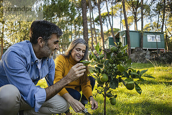 Älteres Paar untersucht kleinen Obstbaum im Naturgarten