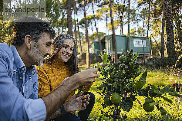 Mature couple examining small fruit tree in natural garden