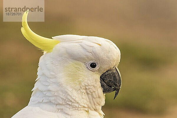 Porträt eines Gelbhaubenkakadus (Cacatua galerita)