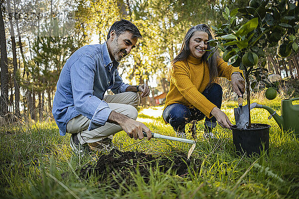 Happy mature couple planting small fruit tree in natural garden