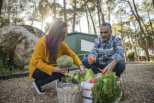 Mature couple taking vegetables from crate