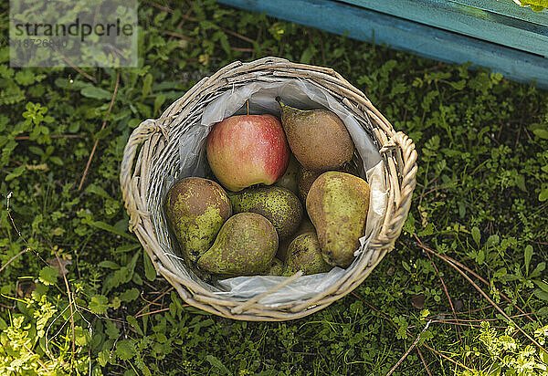 Korb mit frischen Birnen und Äpfeln  die auf der Wiese stehen