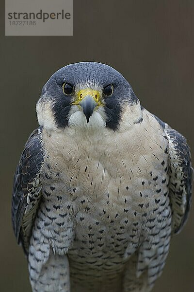 Wanderfalke (Falco peregrinus) erwachsener Vogel Tier Kopf Portrait  England  Großbritannien  Europa