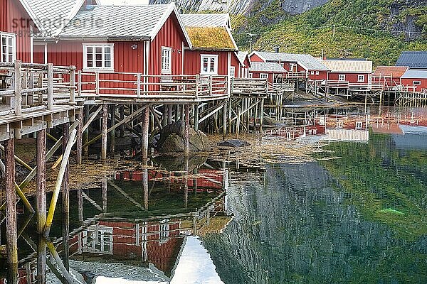 Traditionelle rote Rorbuer Hütten im Fischerdorf Reine  Lofoten Inseln  Norwegen  Europa