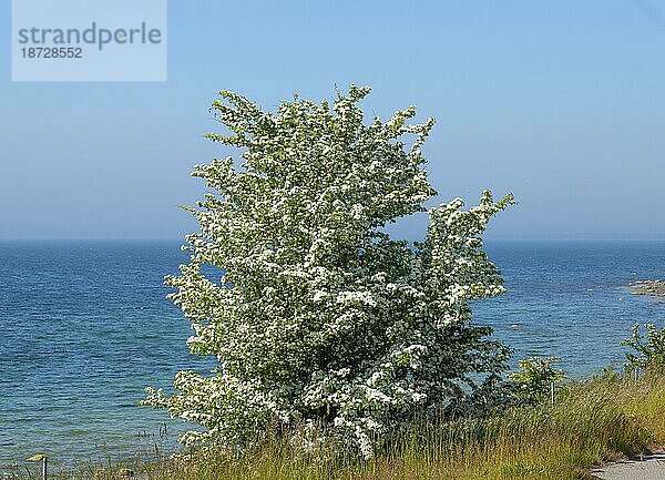 Buch mit blühendem Weißdorn (Crataegus) an der Ostsee bei Ystad  Schonen  Schweden  Skandinavien  Europa