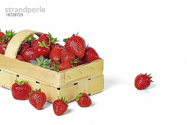 Gartenerdbeeren (Fragaria ananassa) im Korb  Kopierraum  weißer Hintergrund