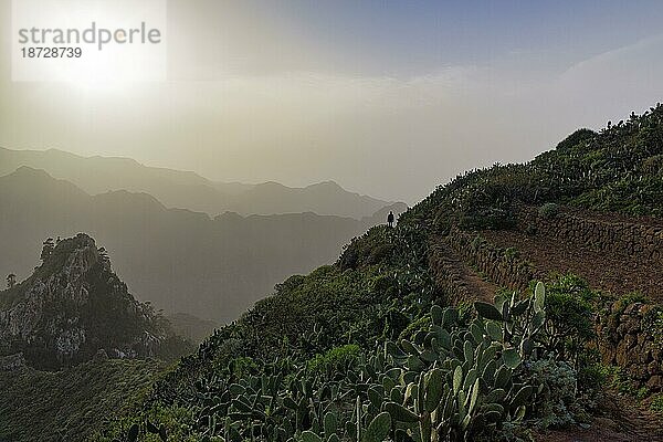 Wanderweg zwischen Opuntien am Hang  Bergketten am Horizont  Gegenlicht  Naturpark Anaga-Gebirge  San Cristóbal de La Laguna  Teneriffa  Spanien  Europa