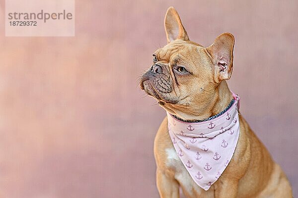 Rote Französische Bulldogge mit Halstuch Kragen auf der Seite der rosa Hintergrund mit leeren Kopie Raum