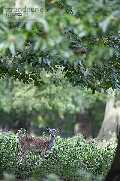 Damhirsch (Dama dama)  erwachsenes Weibchen  stehend in einem Waldgebiet  England  Großbritannien  Europa