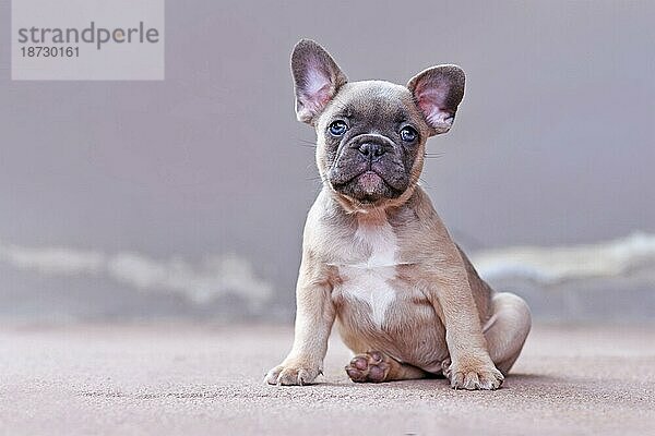 Adorable lilac fawn farbigen Französisch Bulldog Hundewelpen mit blauen Augen vor grauem Hintergrund