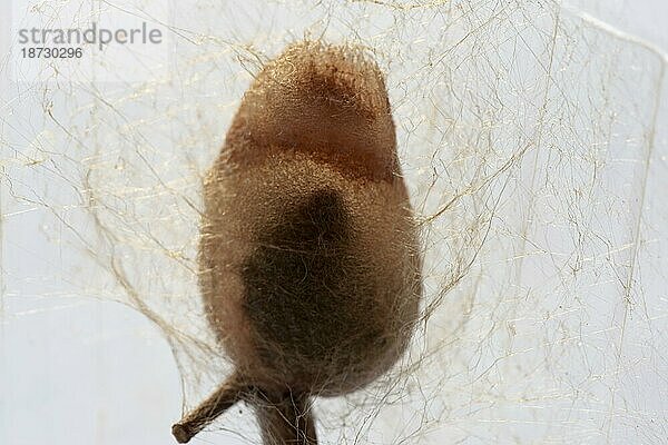 Kleines Nachtpfauenauge (Saturnia pavonia)  unfertiger Kokon mit Raupe im Gegenlicht  Niedersachsen  Deutschland  Europa