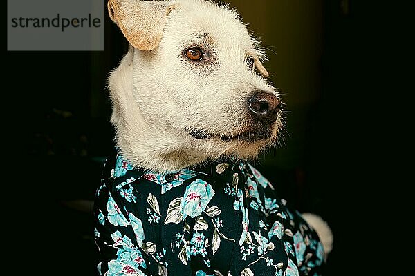 Fröhlicher Terrierhund trägt ein geblümtes Sommerhemd mit Knopfleiste