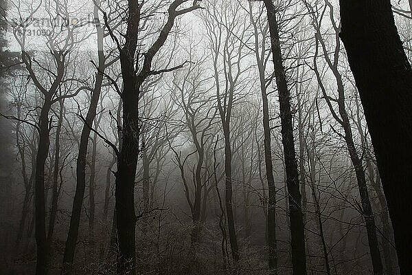 Silhouetten von kahlen Bäumen im Wald  die von einem dichten Winternebel verdeckt werden. Bernkastel Kues Deutschland