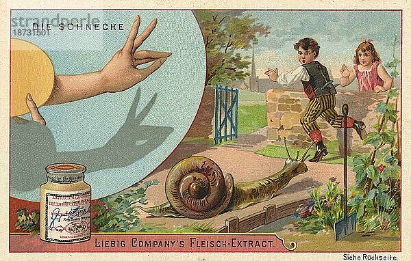 Die Schnecke  digital restaurierte Reproduktion eines gemeinfreien Sammelbildes von ca 1900  Liebig Bilderserie Handschatten Schattenbilder (1893)