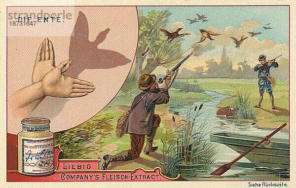 Die Ente  digital restaurierte Reproduktion eines gemeinfreien Sammelbildes von ca 1900  Liebig Bilderserie Handschatten Schattenbilder (1893)