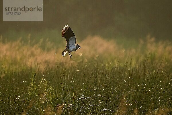 Kiebitz (Vanellus vanellus)  fliegend  morgendliches Gegenlicht  Meerbruchwiesen  Steinhuder Meer  Niedersachsen  Deutschland  Europa