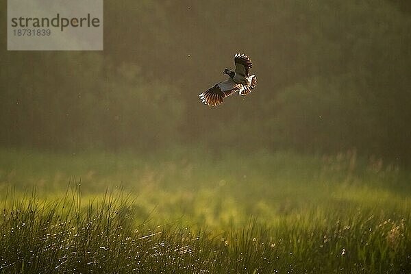 Kiebitz (Vanellus vanellus)  fliegend  morgendliches Gegenlicht  Meerbruchwiesen  Steinhuder Meer  Niedersachsen  Deutschland  Europa