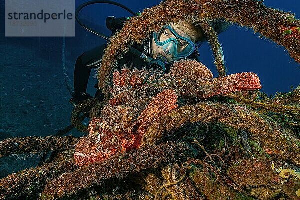 Taucherin betrachtet aus nächster Nähe tropscher Bärtiger Drachenkopf (Scorpaenopsis barbata) liegt auf Wrackteil von untergegangenes Wrack Schiffswrack KT Mawar vor der Nordküste von Mauritius nahe Grand Baie  Indischer Ozean  Pereybére  Mauritius  Afrika