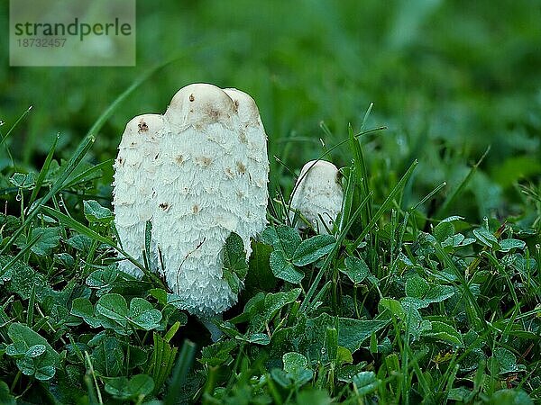 Der Schopftintling (Coprinus comatus)  auch Anwaltsperücke oder Zottige Mähne genannt  ist ein weit verbreiteter Pilz  der häufig auf Rasenflächen  entlang von Schotterstraßen und auf Brachflächen wächst